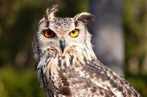 風水鳥|ふくろう!【縁起のいい鳥まとめ】幸運の前兆！鳥の。